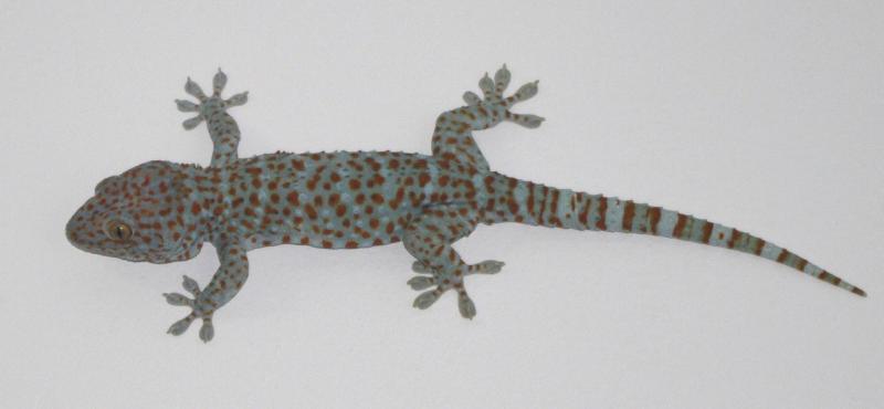 Геккон "Tokay gecko"