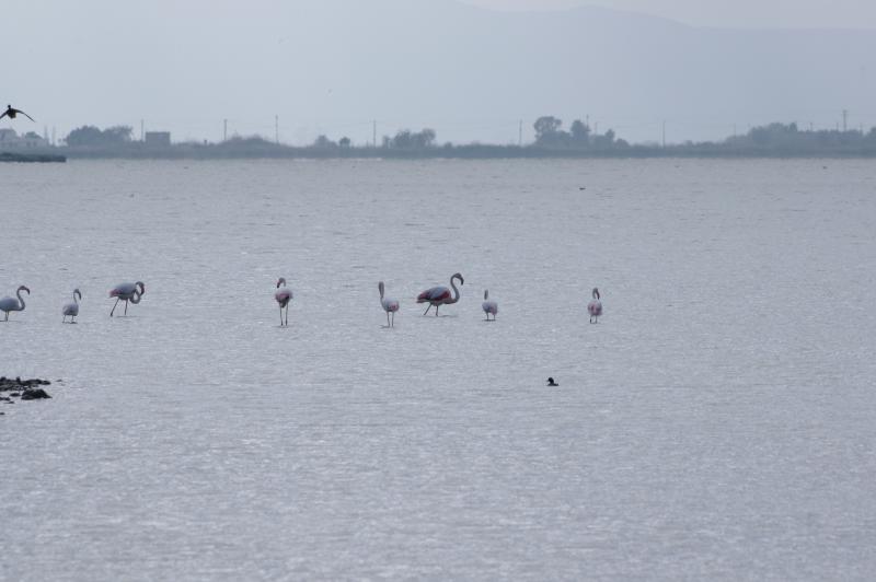 IMGP7318